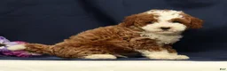Cavapoo dogs for sale: Elmer - Ad 7