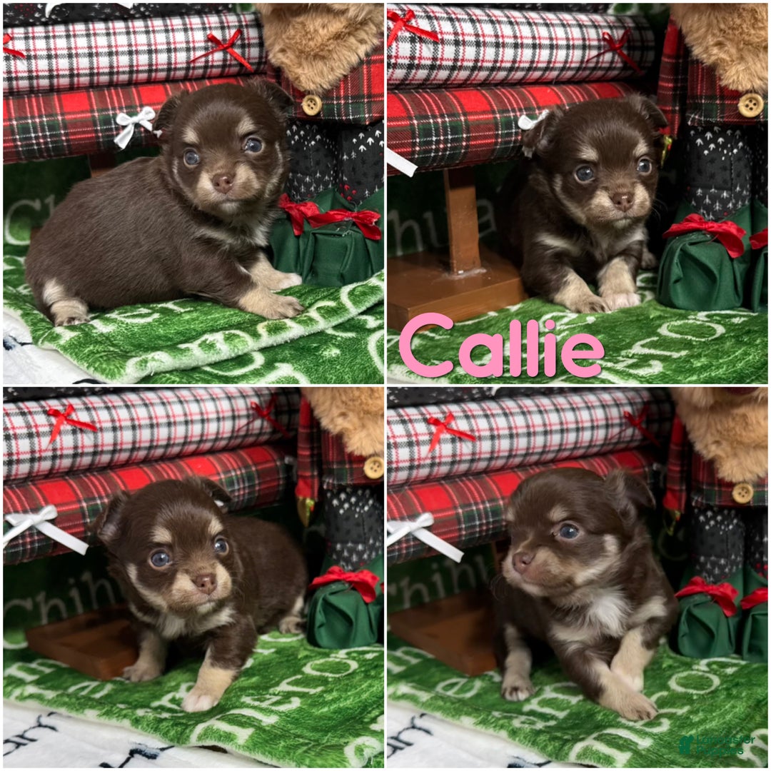Chihuahua dogs for sale: Callie Chocolate LC - Ad 3