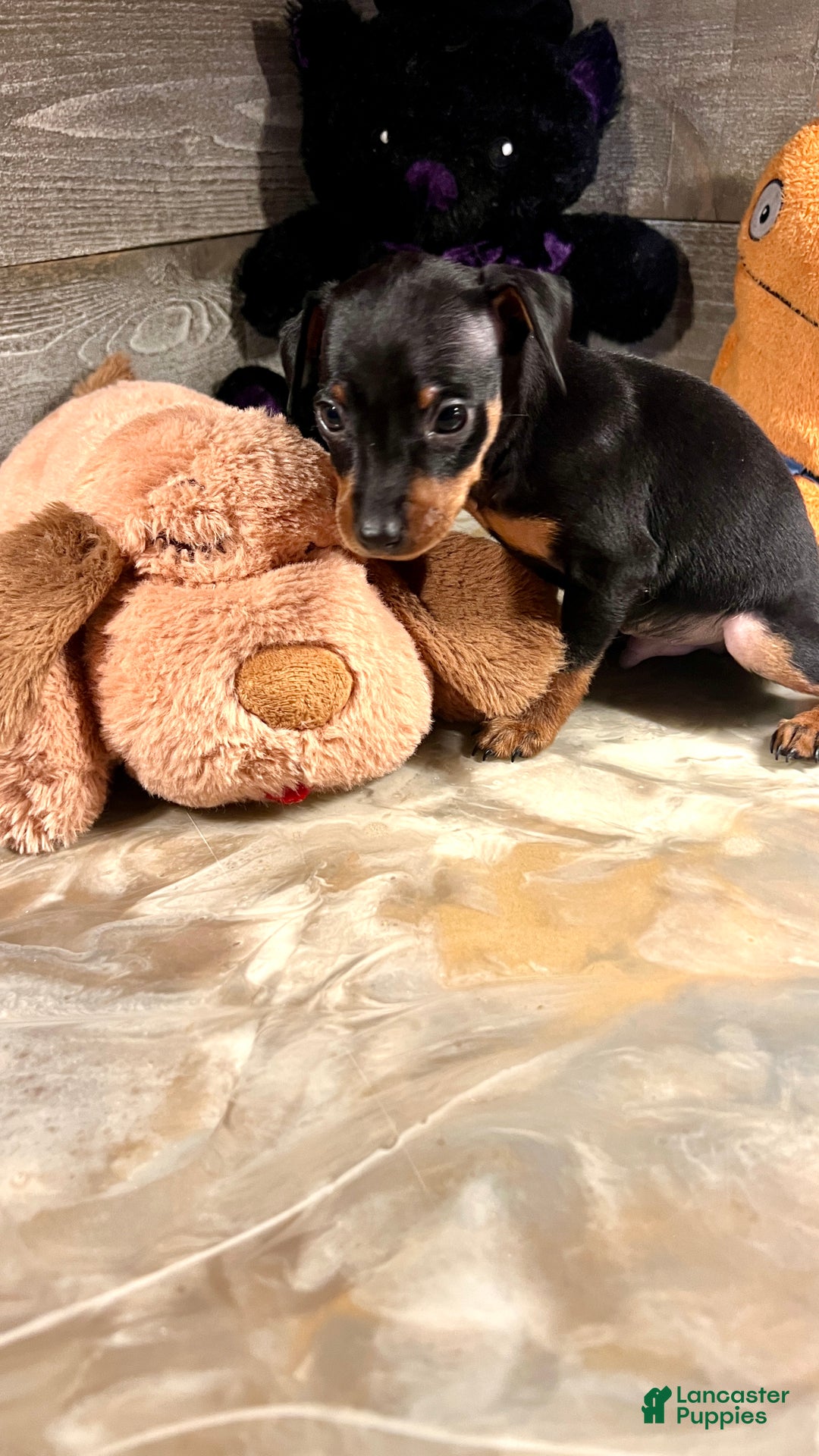 Miniature Pinscher dogs for sale: Winston - Ad 2