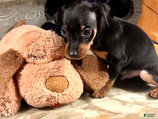 Miniature Pinscher dogs Winston - Ad 22