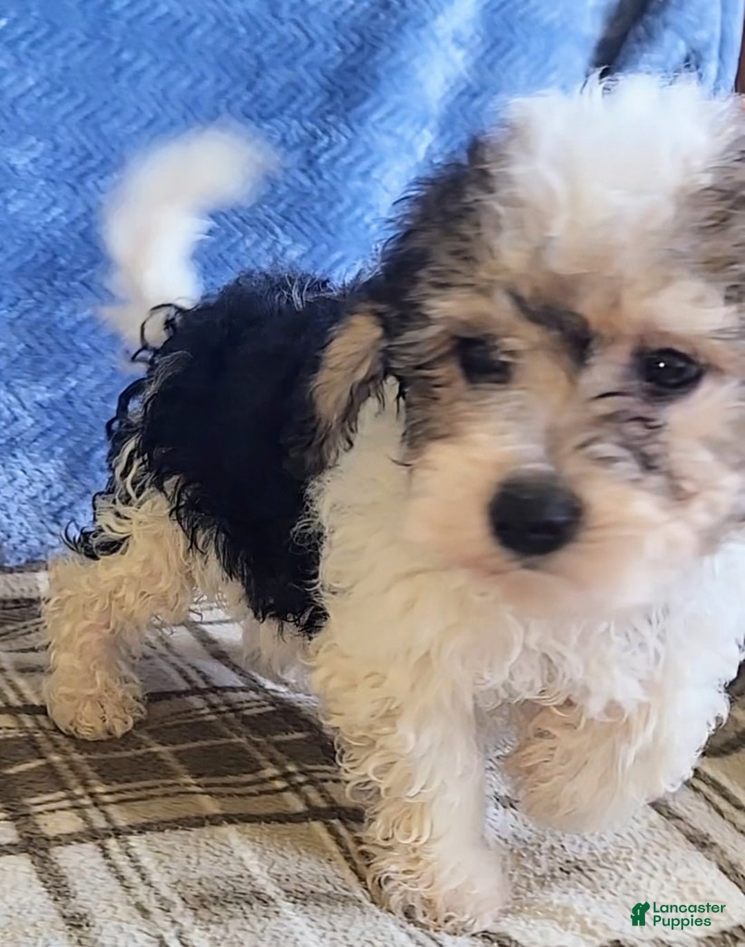 Mixed Breed dogs for sale: Max - Ad 10