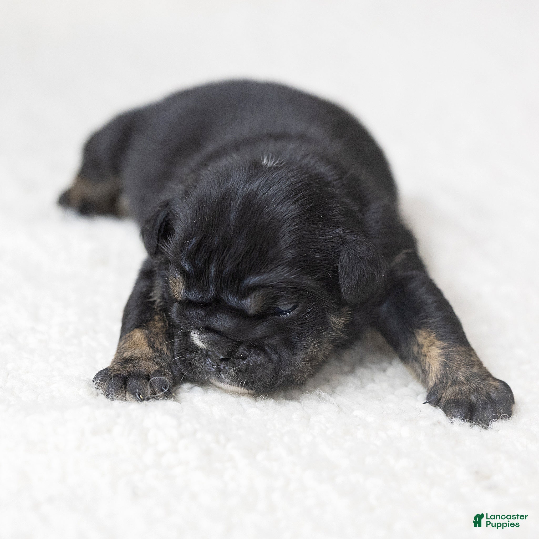 English Bulldog dogs Sabrina Jane English Bulldog  - Ad 2