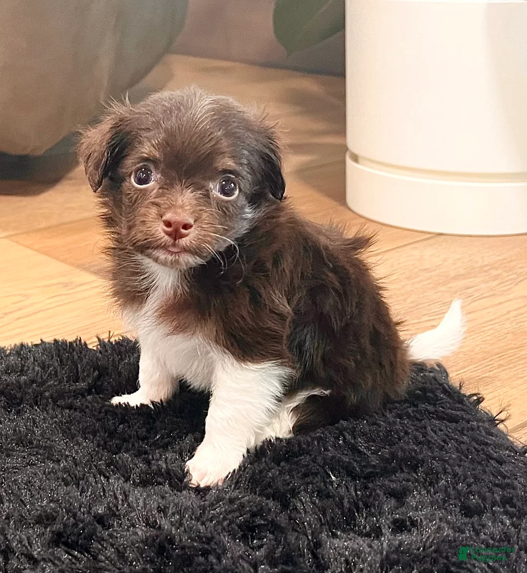 Havanese dogs for sale: Rosey - Ad 1