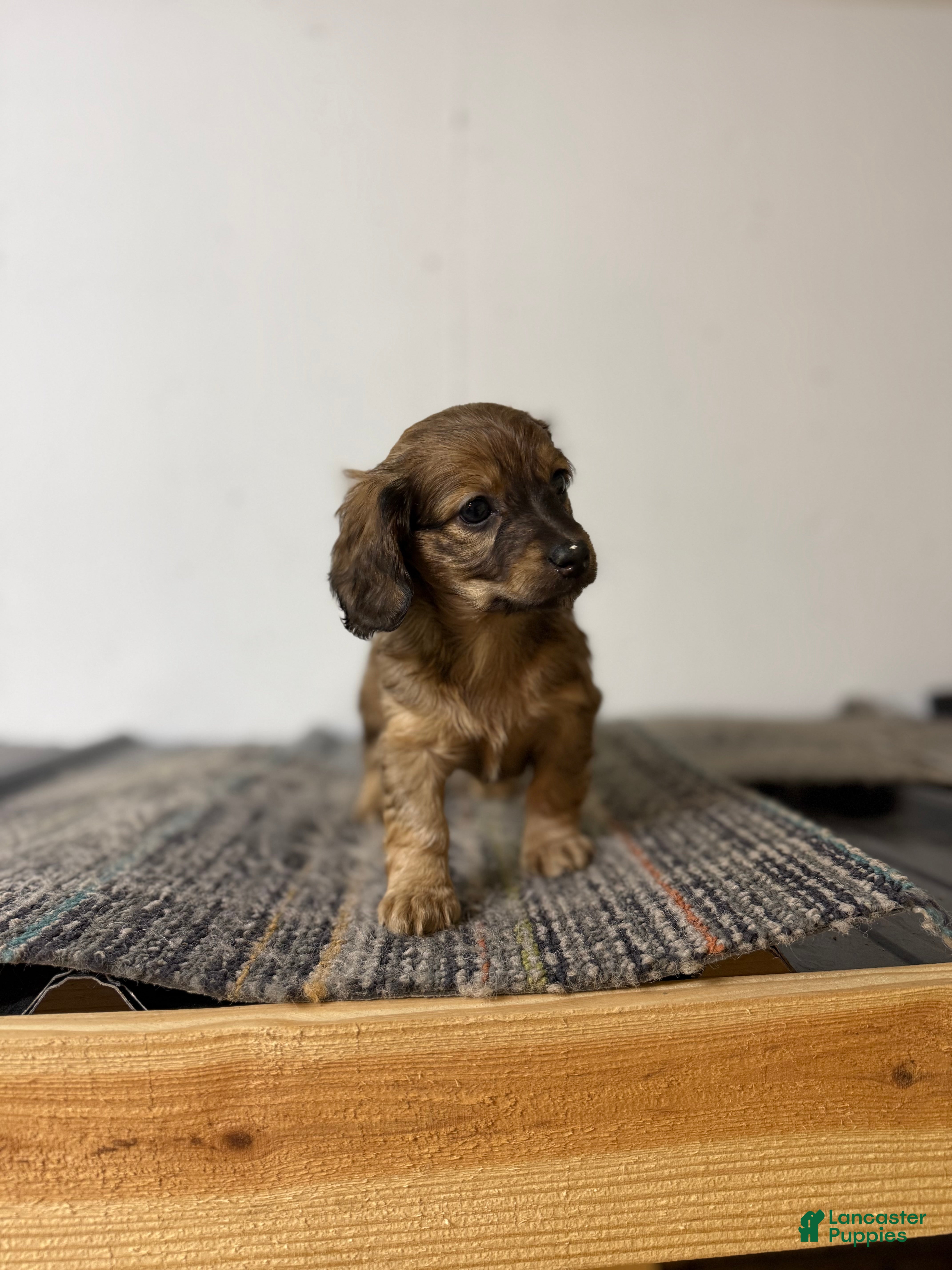 Miniature Dachshund dogs Kristy  - Ad 30