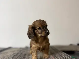 Miniature Dachshund dogs Kristy - Ad 29