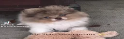 Pomeranian dogs for sale: #3  Cosmos  - Ad 3