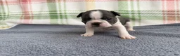 Boston Terrier dogs for sale: Boston Terrier 3 (Xena) - Ad 3