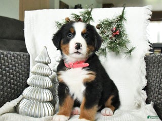 Bernedoodle dogs Destiny - Ad 36