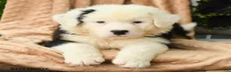 Australian Shepherd dogs for sale: Mateo  - Ad 1
