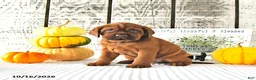 Mini Hippo dogs for sale: Cinnamon - Ad 4