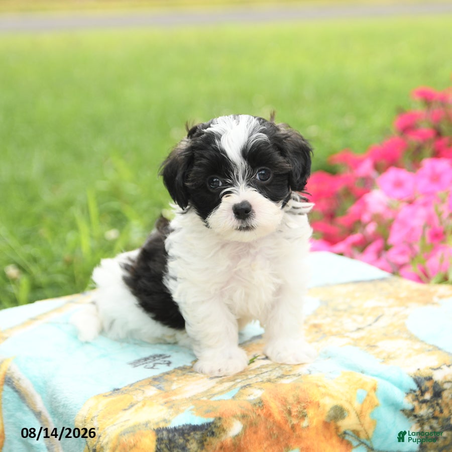 Shihpoo dogs Joey - Ad 1