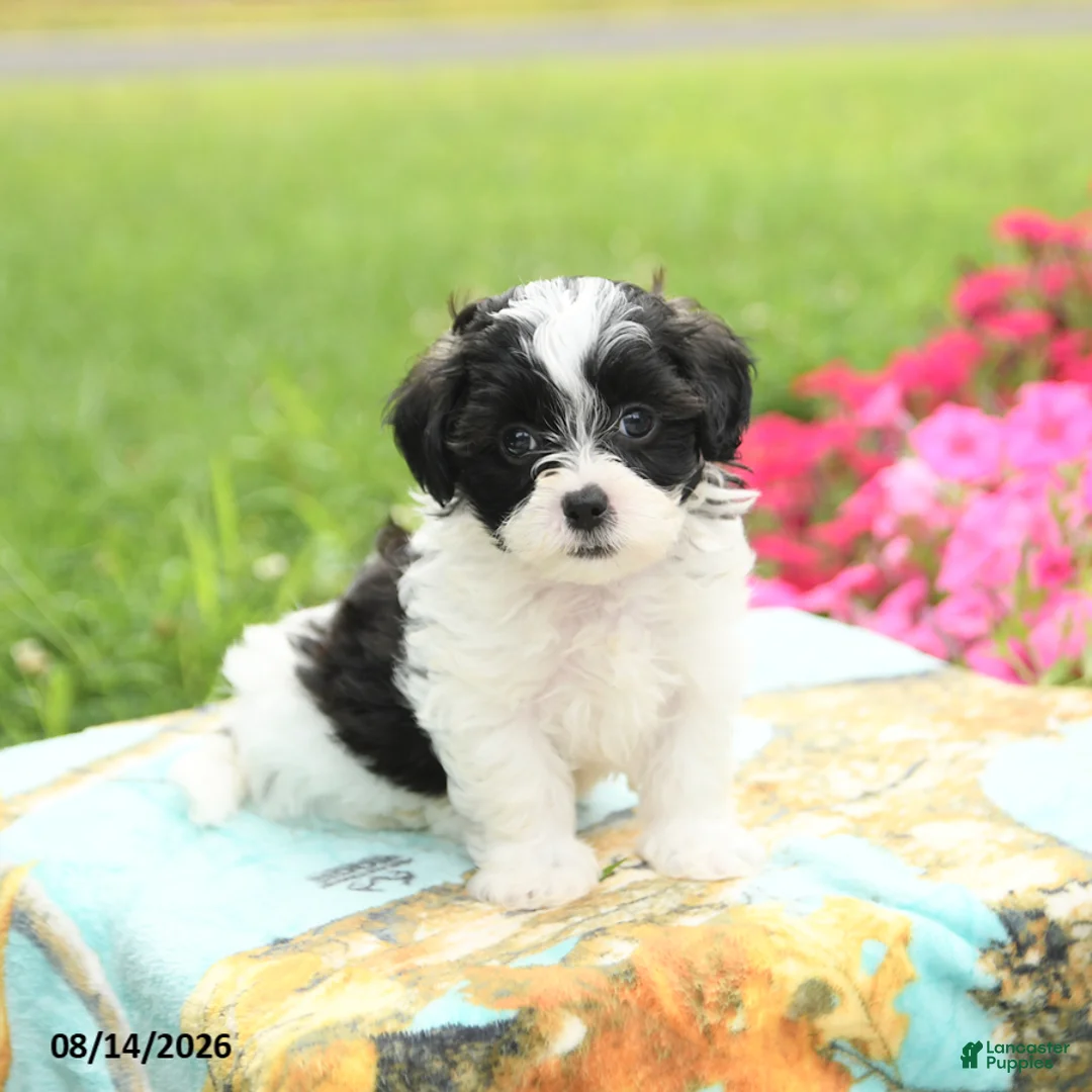 Shihpoo dogs for sale: Joey - Ad 1