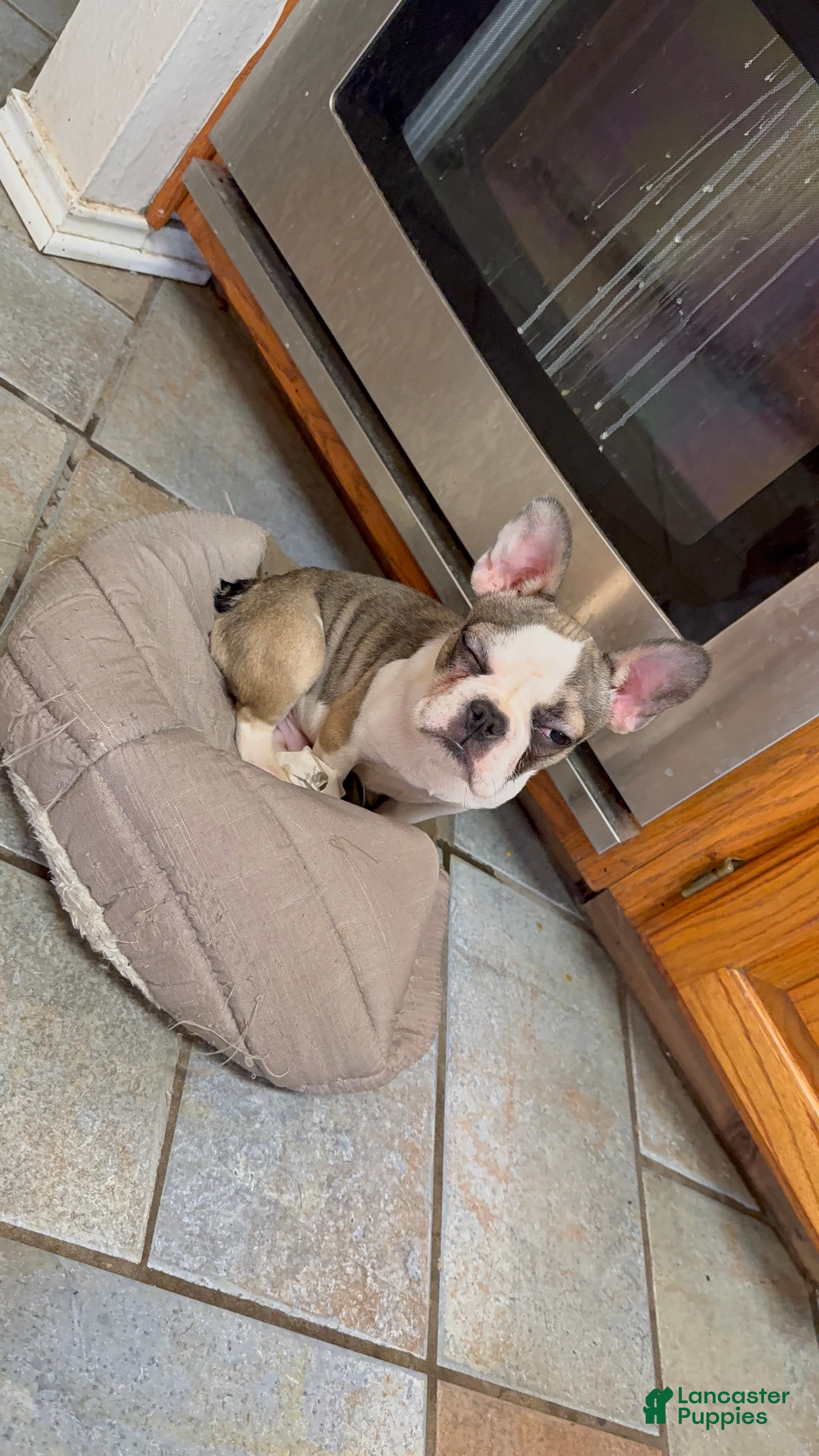 French Bulldog dogs Terminator - Ad 26