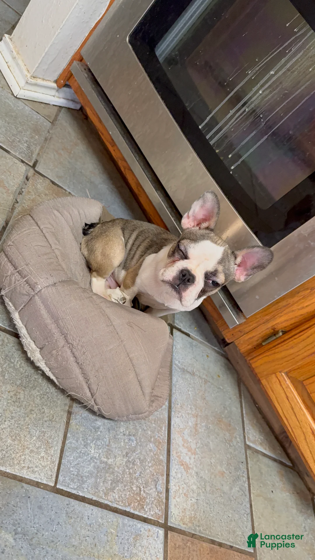 French Bulldog dogs for sale: Terminator - Ad 1