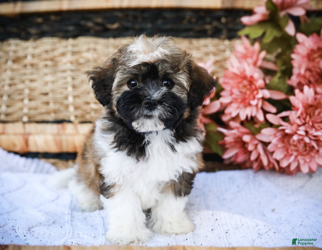 Havanese dogs for sale: Paisley (AKC)  - Ad 6