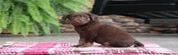 Labrador Retriever dogs for sale: Chase - Ad 3