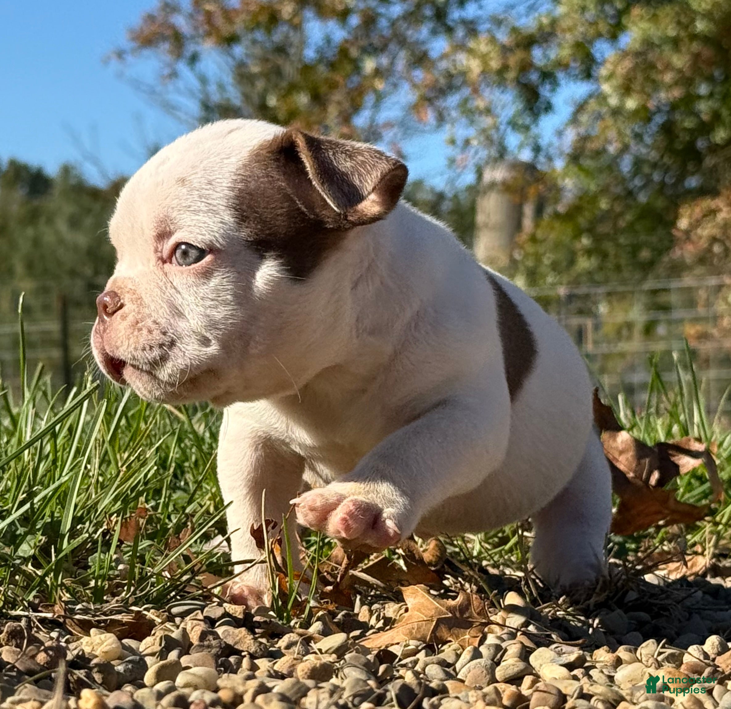 American Bully dogs for sale: Chocolate Male  - Ad 1