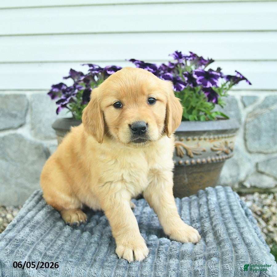 Golden Retriever dogs Tia  - Ad 1