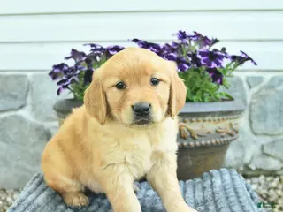 Golden Retriever dogs for sale: Tia - Ad 3
