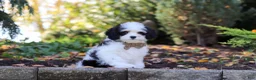 Cavapoo dogs for sale: Brady - Ad 15