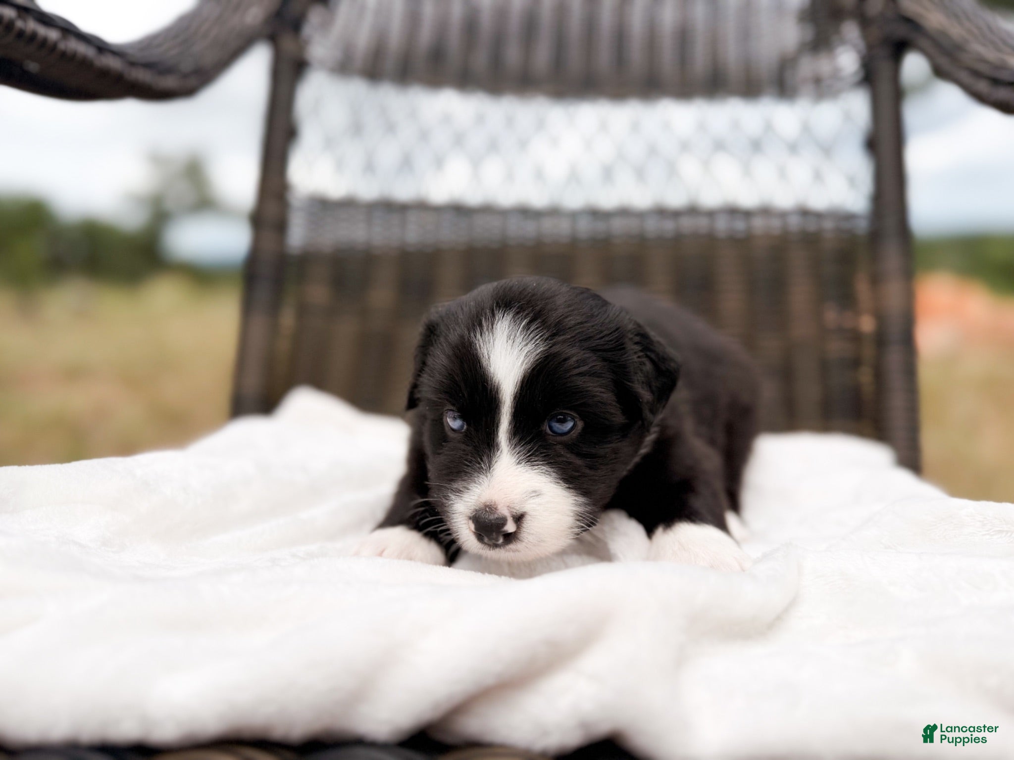 Australian Shepherd dogs Bee - Ad 6