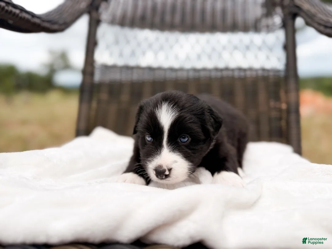 Australian Shepherd dogs for sale: Bee - Ad 1