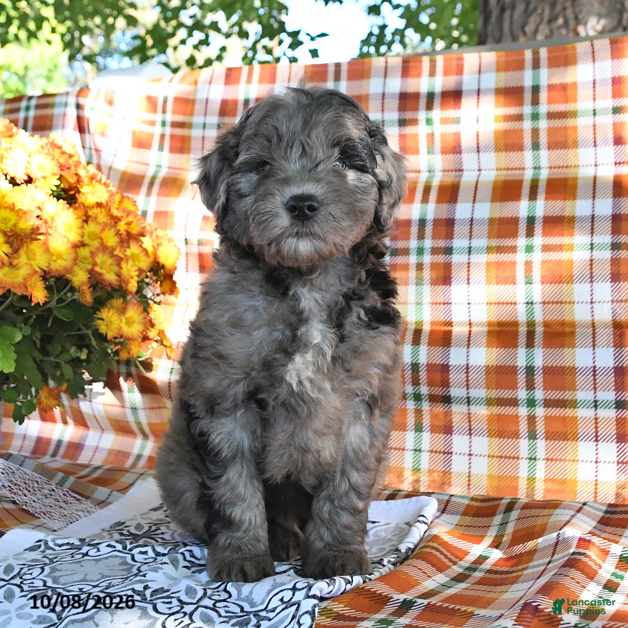 Mini Goldendoodle dogs Adrian - Ad 1