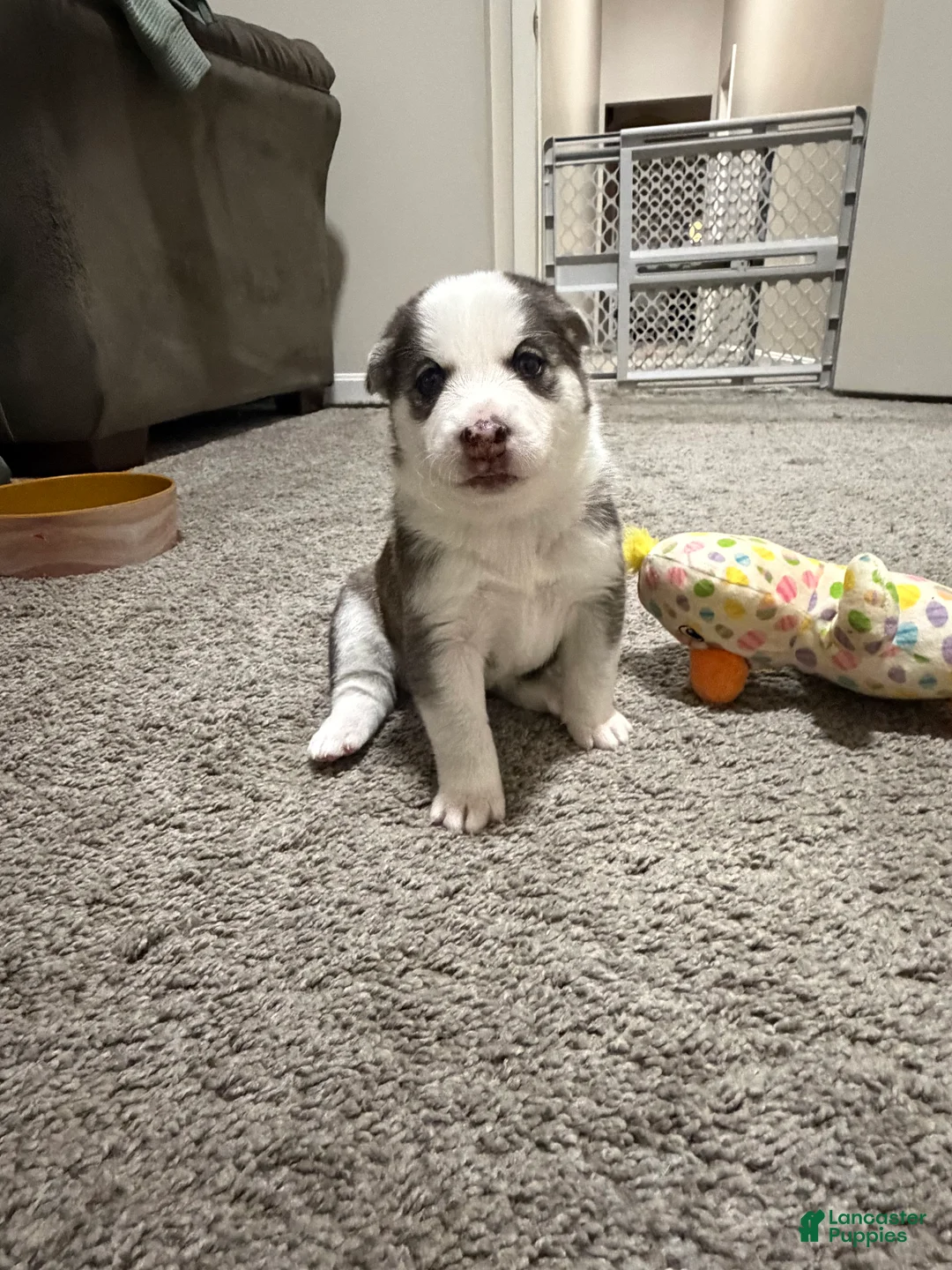 Mixed Breed dogs for sale: Lydia - Ad 2