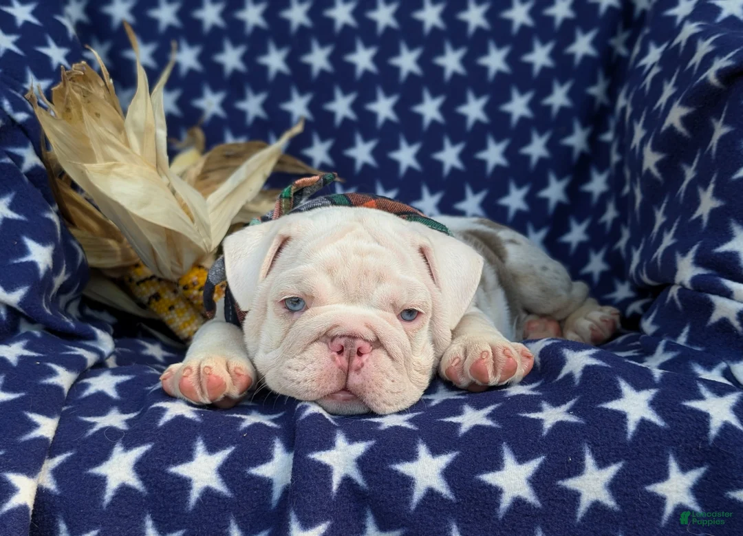English Bulldog dogs for sale: Dunleigh - Ad 12