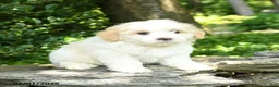 Maltipoo dogs for sale: Scooter - Ad 4