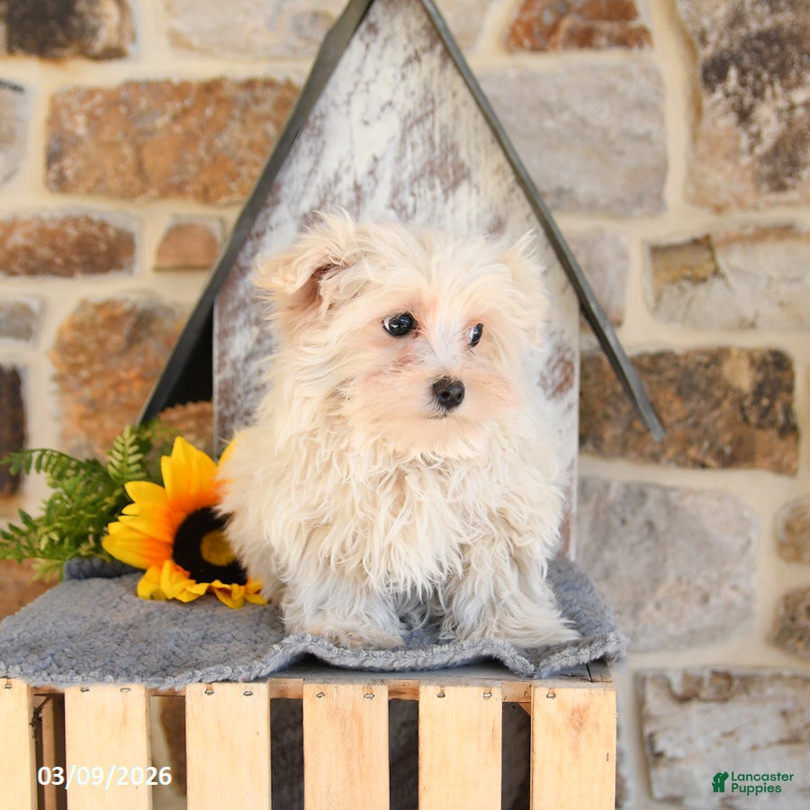 Mixed Breed dogs Leo - Ad 2