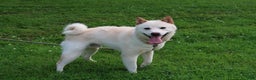 Shiba Inu dogs for sale: Harmony - Ad 8