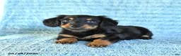 Miniature Dachshund dogs for sale: Benji - Ad 2