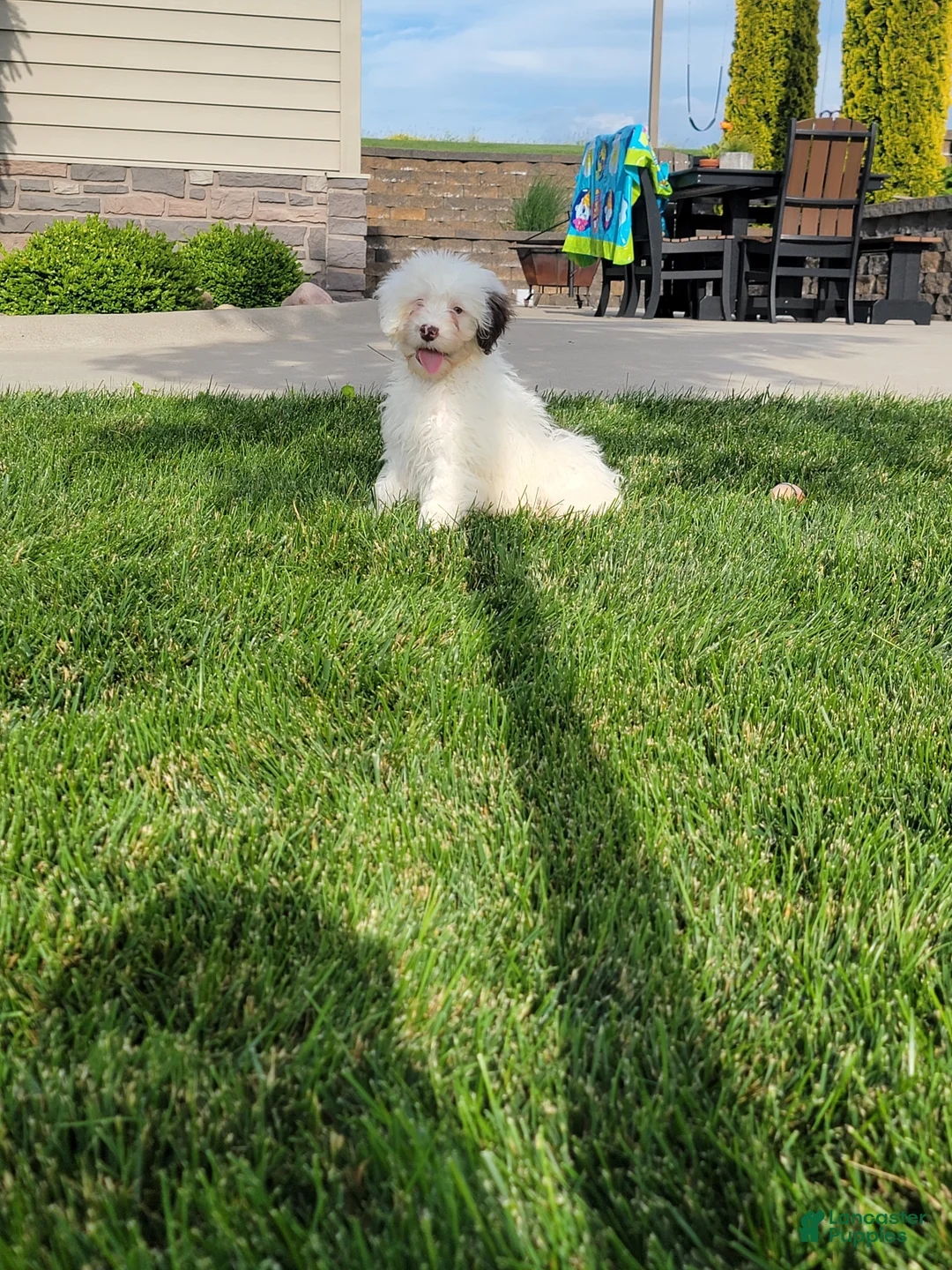Portuguese Water Dog dogs for sale: Mason - Ad 2