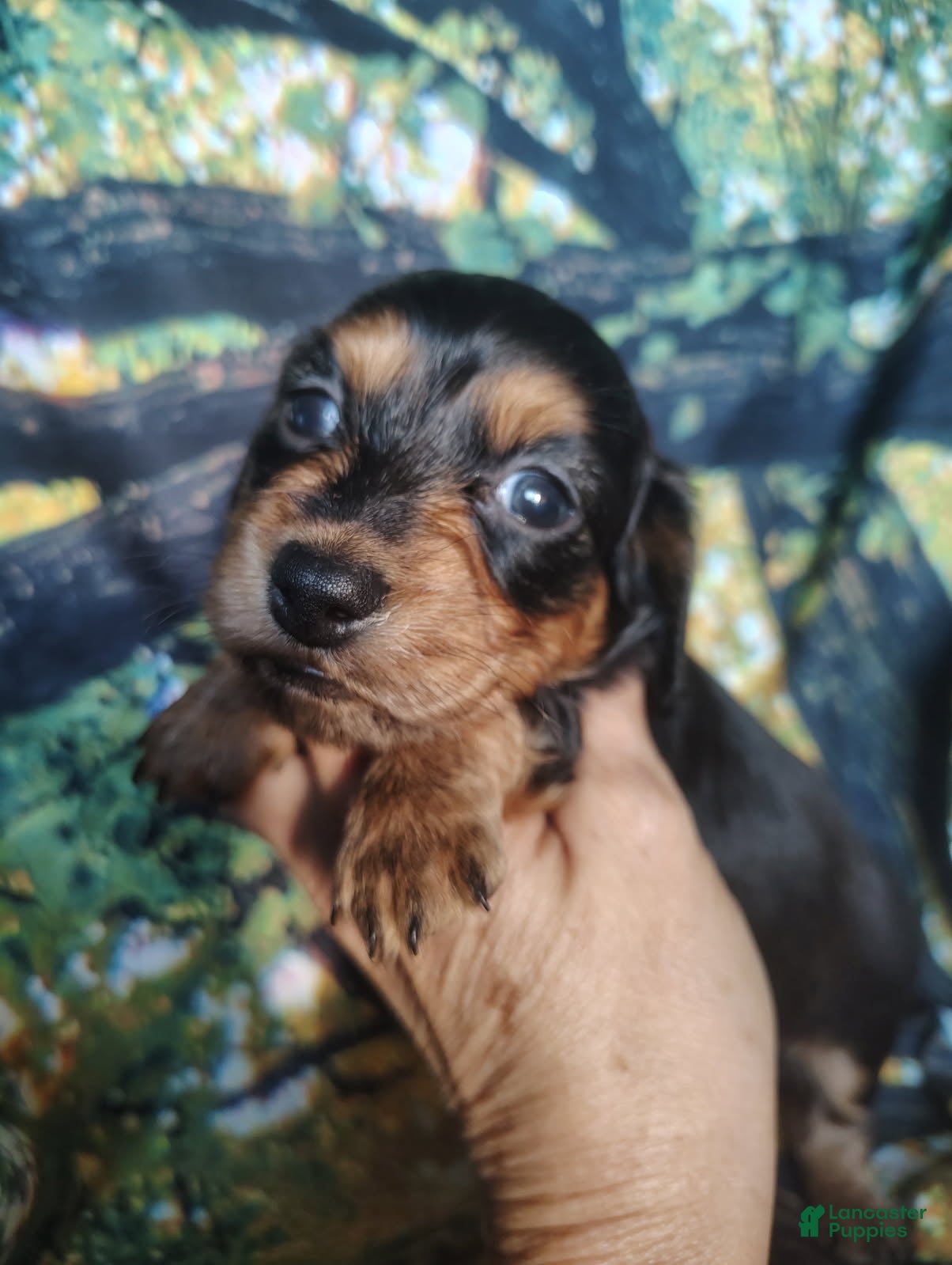 Miniature Dachshund dogs Girl - Ad 1