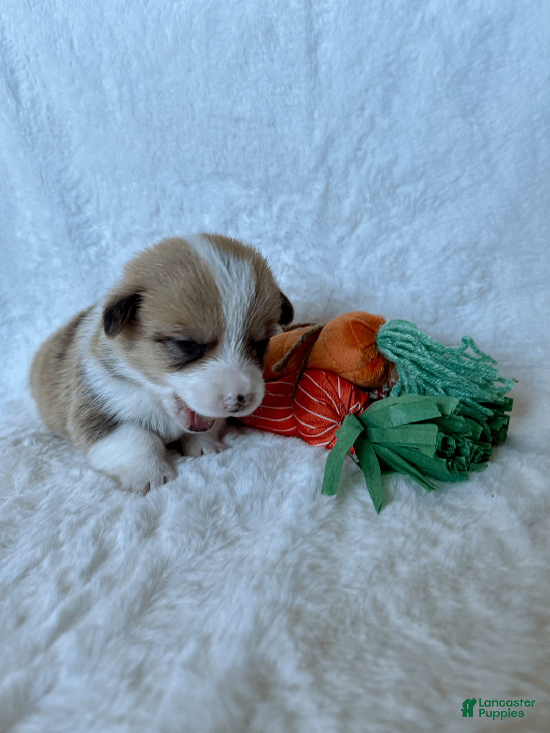 Welsh Corgi Pembroke dogs for sale: Welsh Corgi Pembroke Puppy 4 - Ad 2