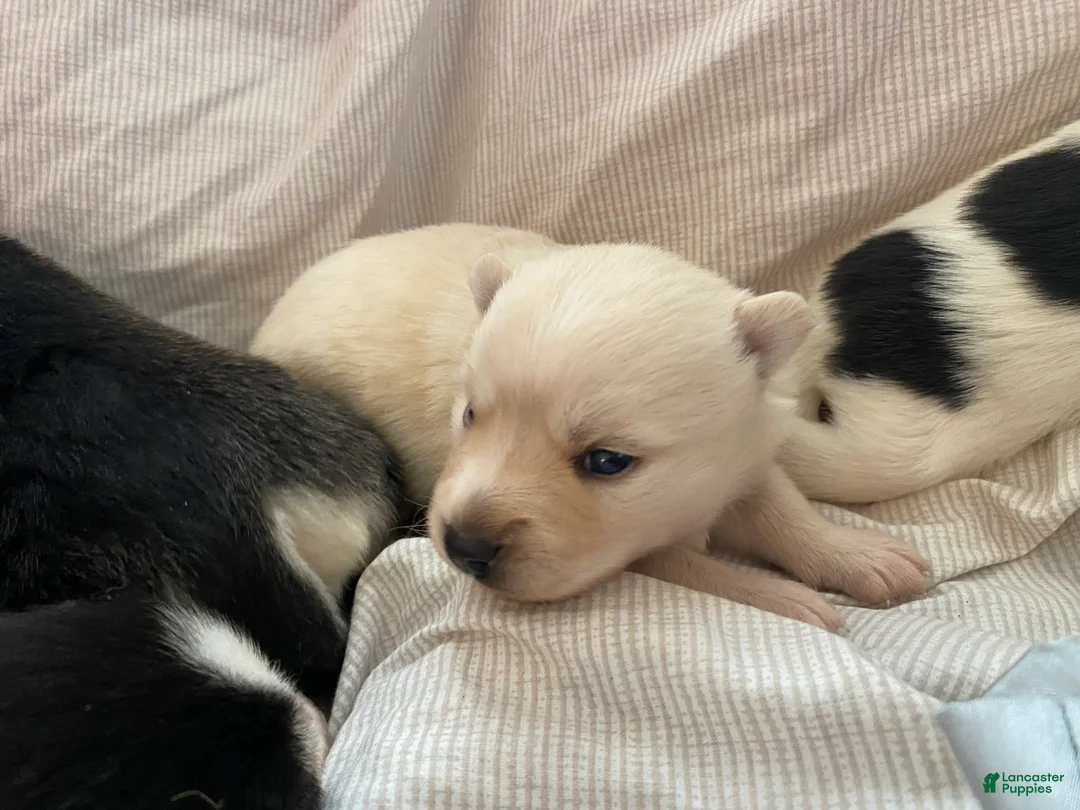 Pomsky dogs for sale: Raven  - Ad 2