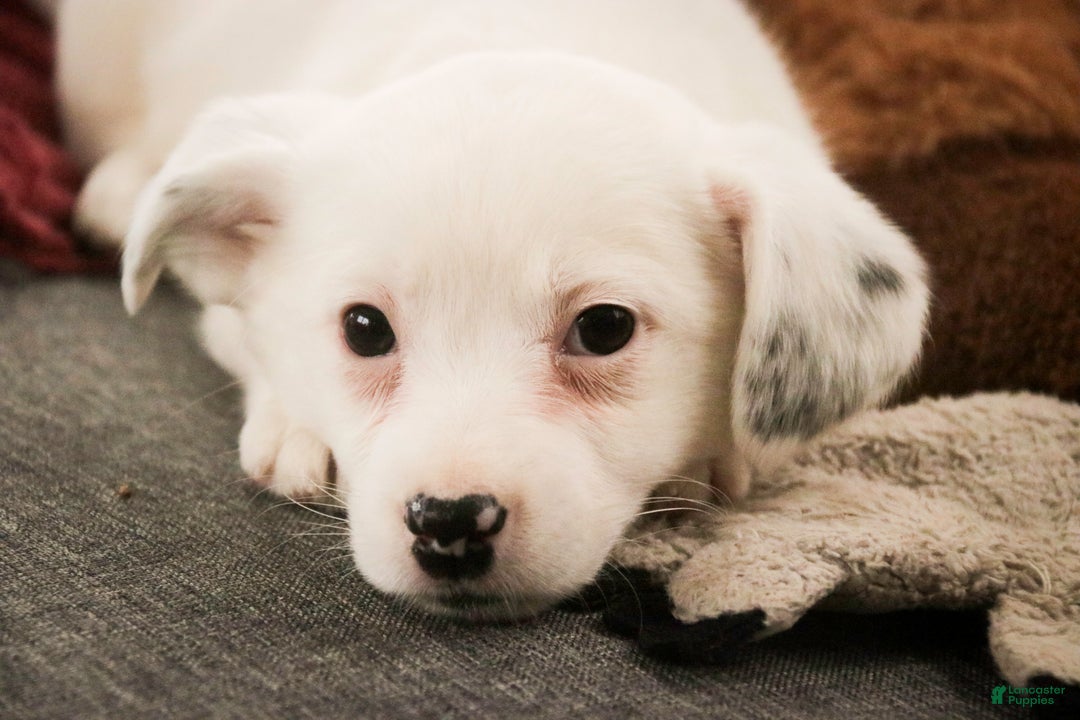 Mixed Breed dogs for sale: Marsha - Ad 6