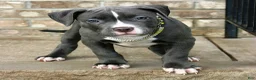 American Bully dogs for sale: "AALIYAH" BLUE NOSE / BLUE EYES - Ad 2