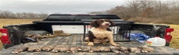 English Springer Spaniel dogs for sale: English Springer Spaniel dark green - Ad 4