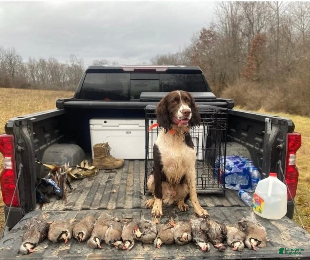 English Springer Spaniel dogs for sale: English Springer Spaniel dark green - Ad 4