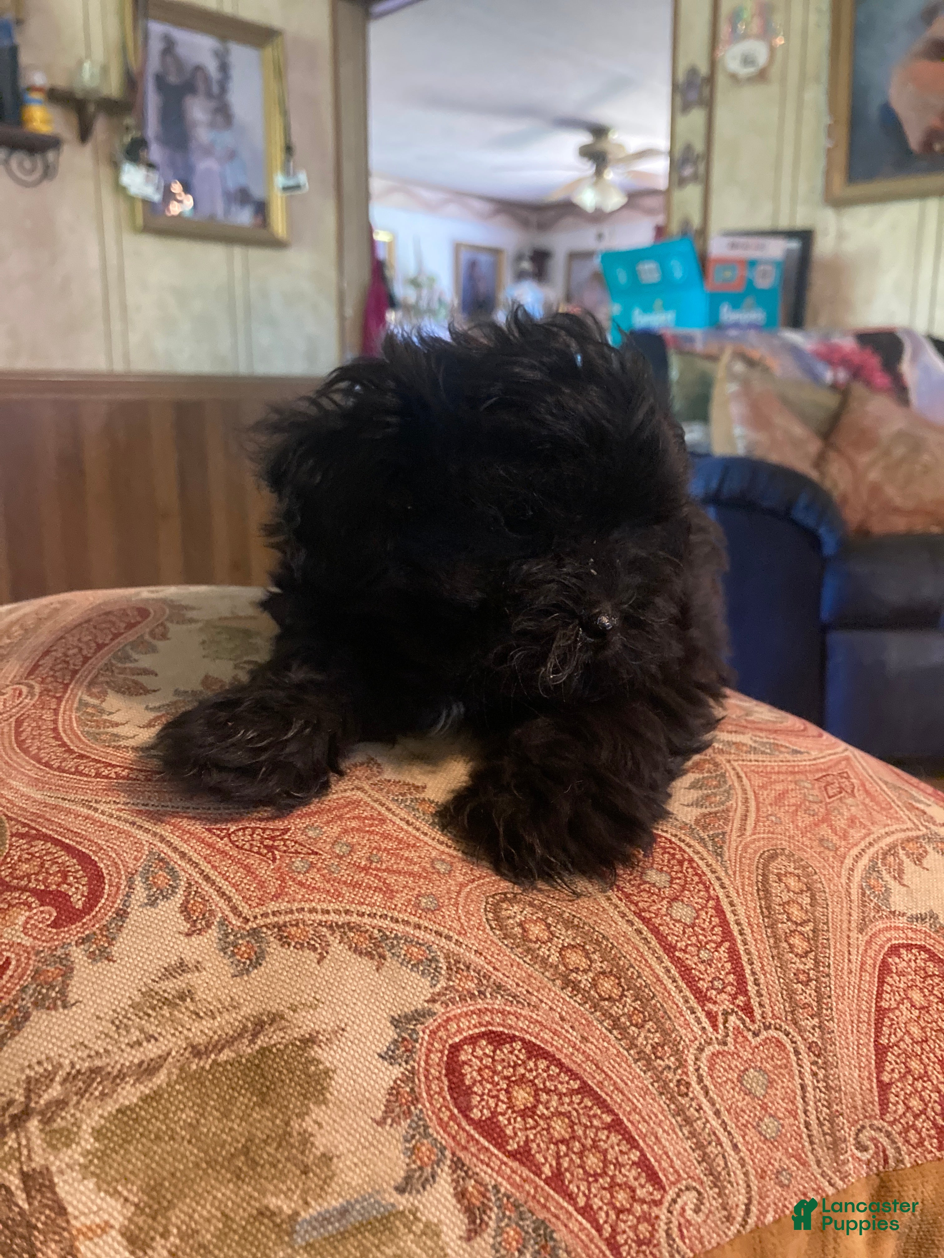 Mixed Breed dogs for sale: Mixed Breed Puppy 5 - Ad 2