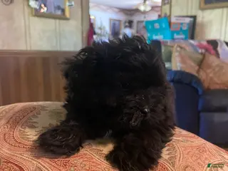 Mixed Breed dogs for sale: Mixed Breed Puppy 5 - Ad 2