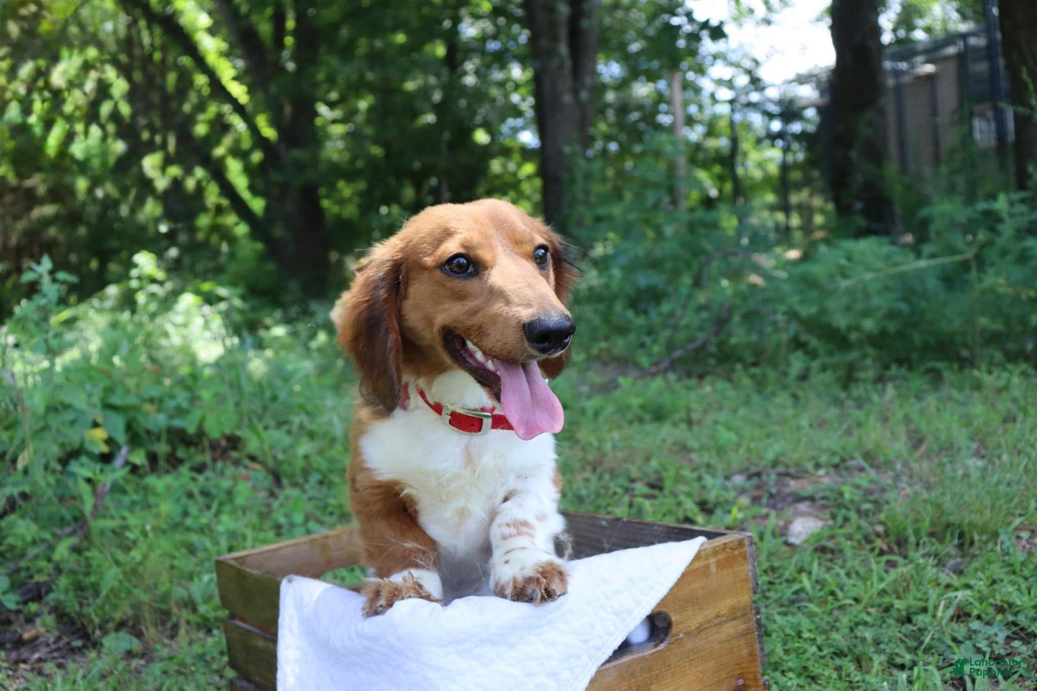 Miniature Dachshund dogs Miniature Dachshund 1 - Ad 1