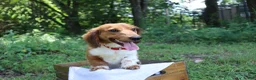 Miniature Dachshund dogs for sale: Miniature Dachshund 1 - Ad 1