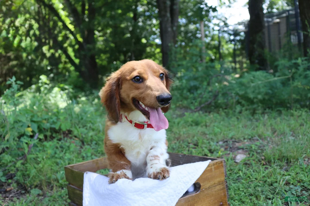 Miniature Dachshund dogs for sale: Miniature Dachshund 1 - Ad 1