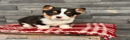 Welsh Corgi Pembroke dogs for sale: Duncan - Ad 1