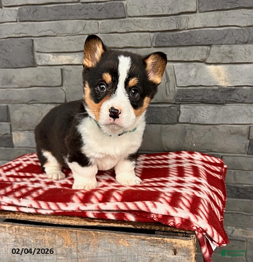 Welsh Corgi Pembroke dogs for sale: Duncan - Ad 1
