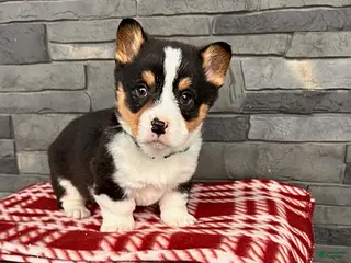 Welsh Corgi Pembroke dogs Duncan - Ad 20