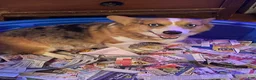 Mixed Breed dogs for sale: Mixed Breed  Jelly Roll - Ad 3